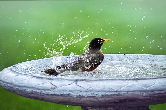 Bird splashing water in a bird bath