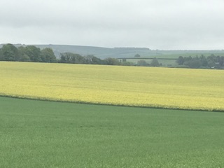 Rape field