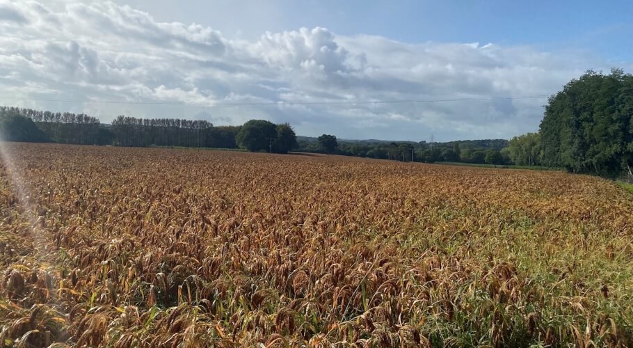 Red millet crop