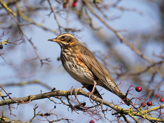 Redwing bird photo