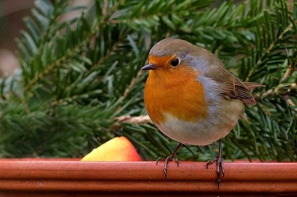 robin