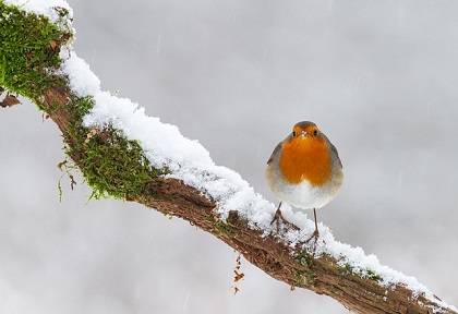 Feeding birds in winter