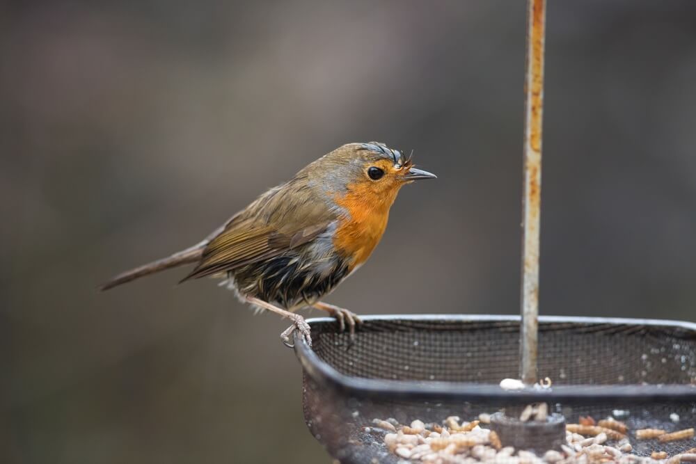 Robin in wet weather