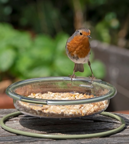 Robin perching on a dish filled with bird food