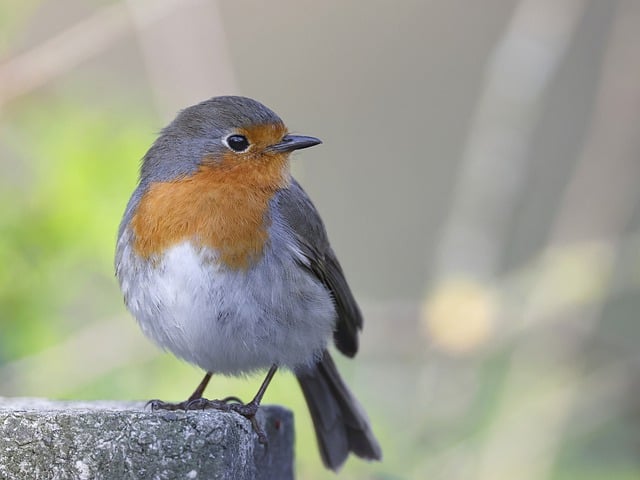 European robin