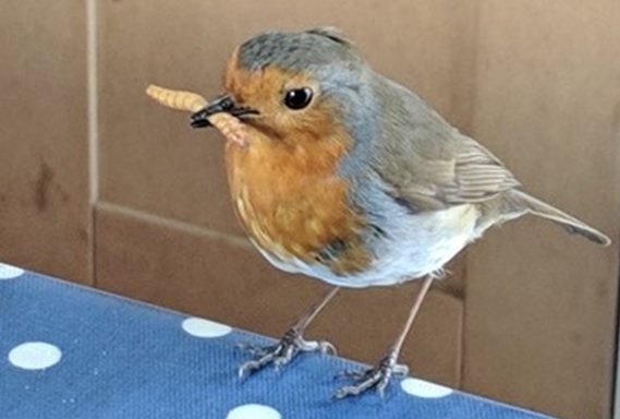 Robin with mealworm