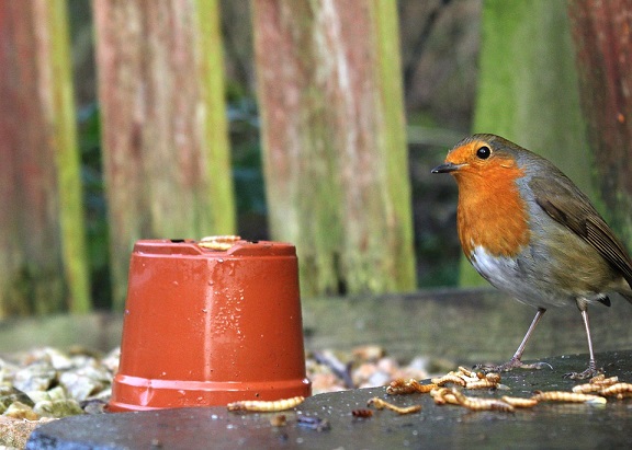 feeding birds mealworms