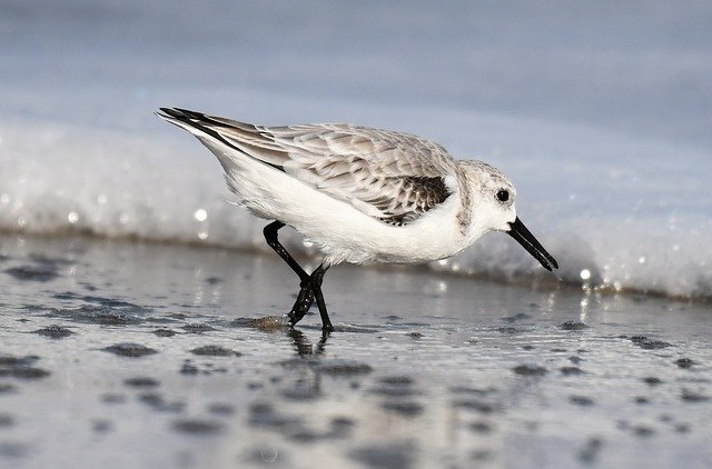 sandpiper