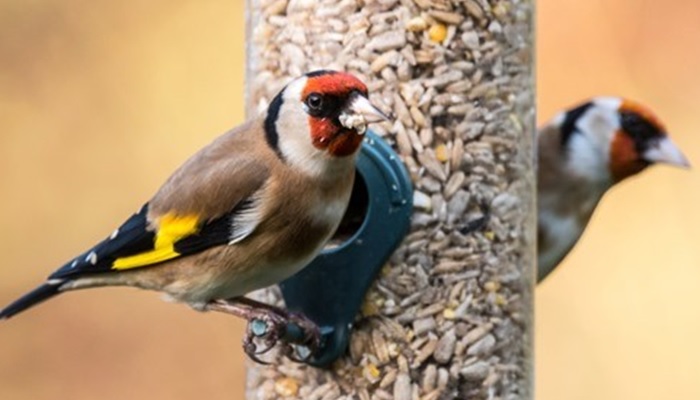 Goldfinches on a bird seed feeder