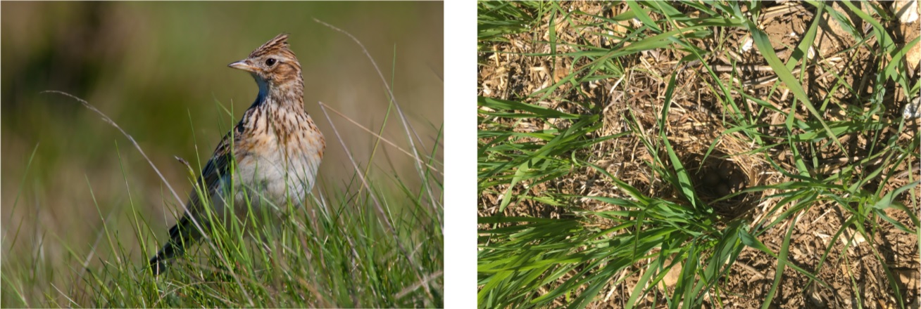 A skylark and its nest