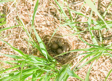 Skylark eggs in nest