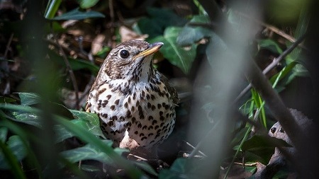 song thrush