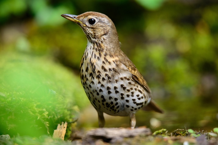 Song thrush