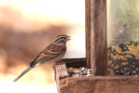 choose a bird feeder for your garden