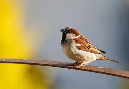 homemade bird food