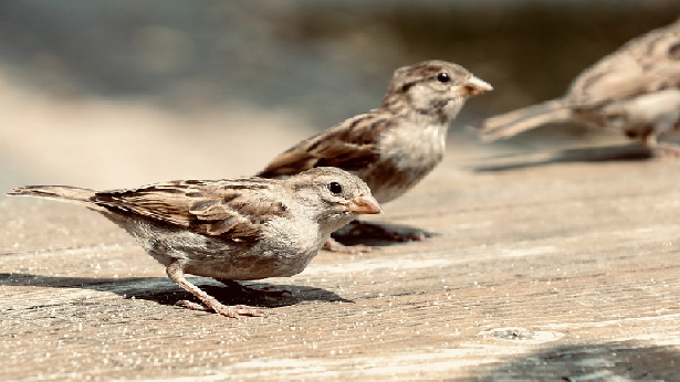 sparrows