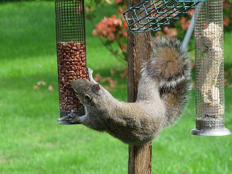 Our Rwbfc Tips For Outsmarting Squirrels
