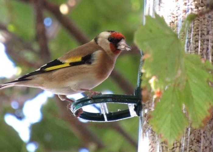 are sunflower hearts good for birds