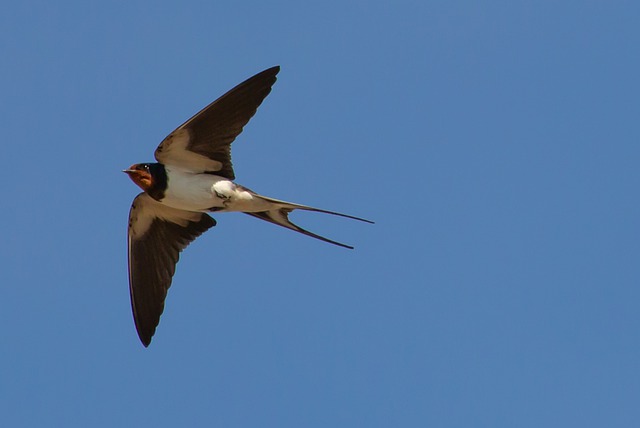 A swallow in flight