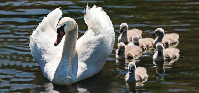 seven swans swimming