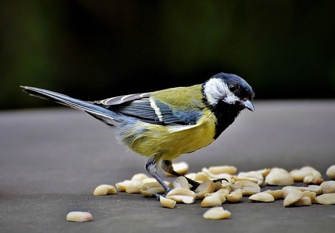 what birds eat peanuts