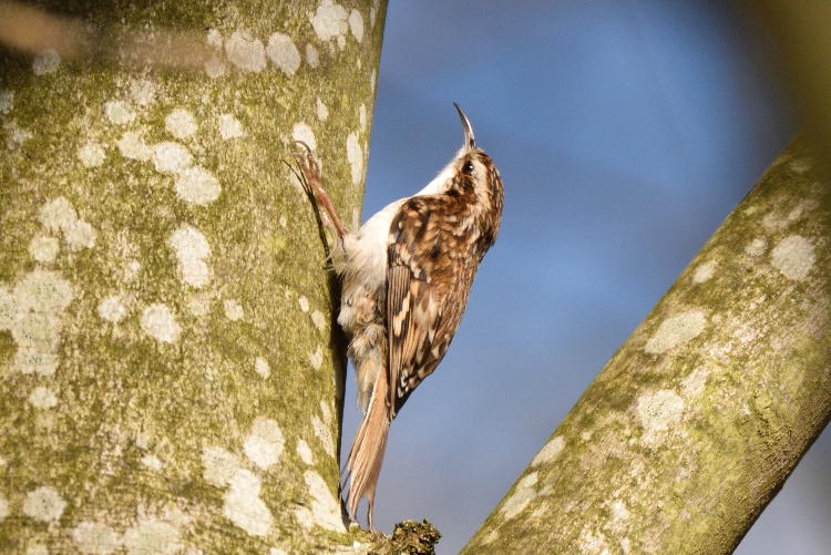 treecreeper bird