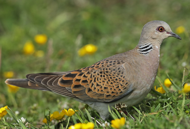 turtle dove facts
