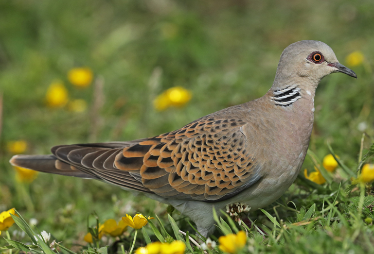 turtle dove