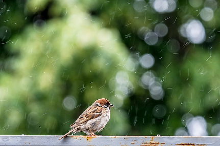 wet weather bird feeding