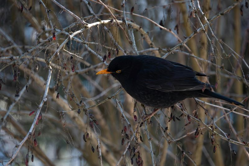 what are softbill birds