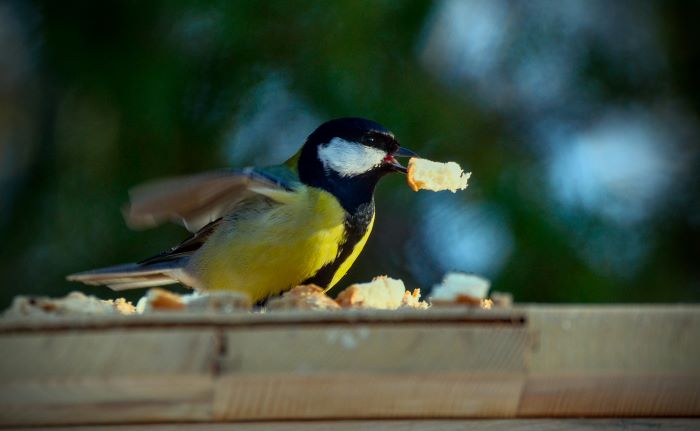 what not to feed wild birds