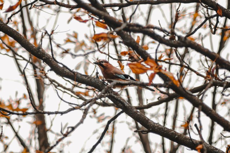 what to feed birds in autumn