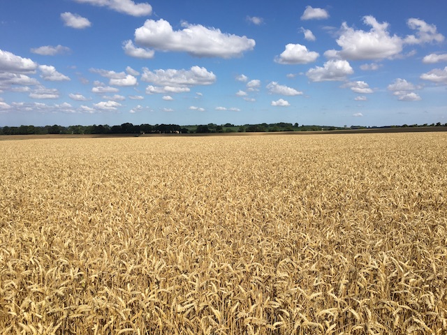 Wheat field