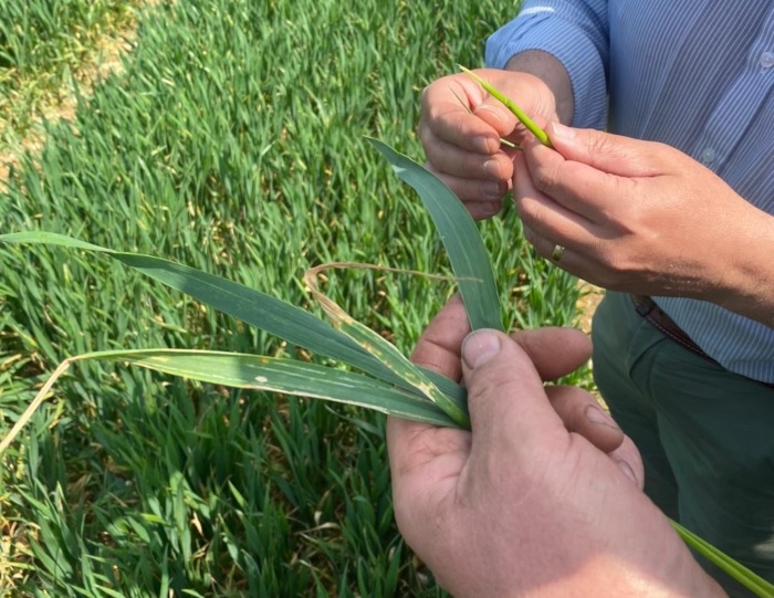 Checking the wheat