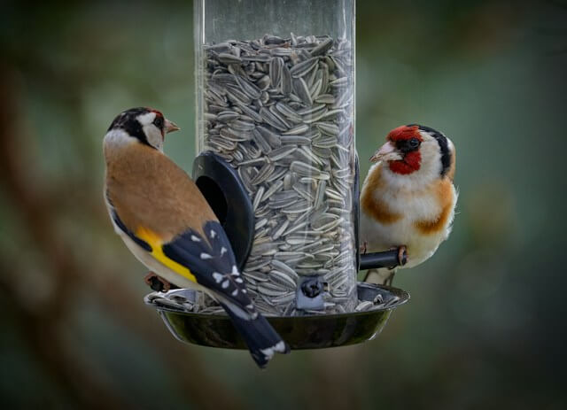 Where to put a bird feeder