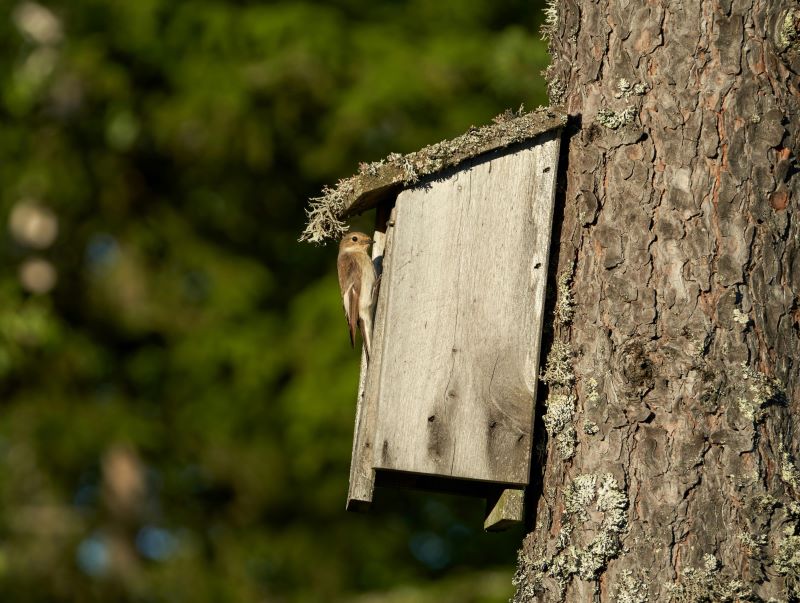 Where to Put a Nest Box