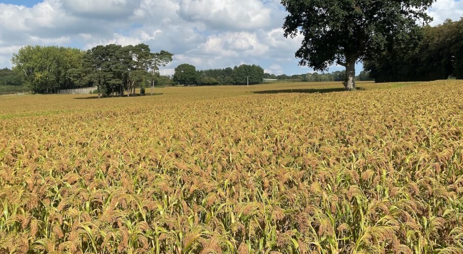 White millet crop