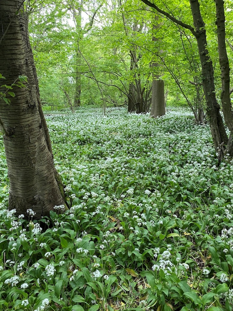 Wild garlic flowers