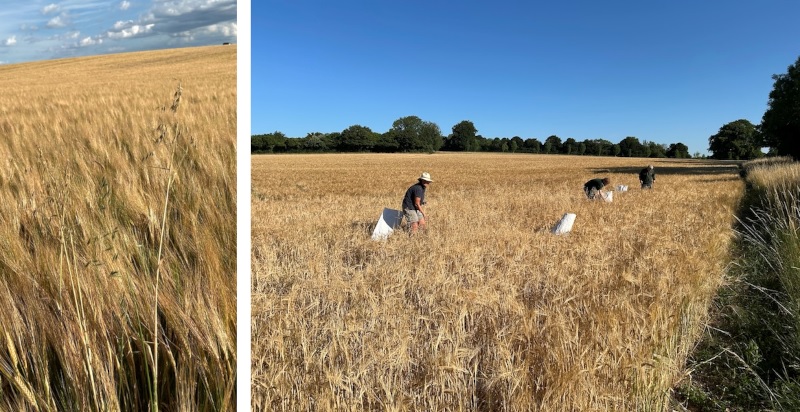Wild oats on the farm