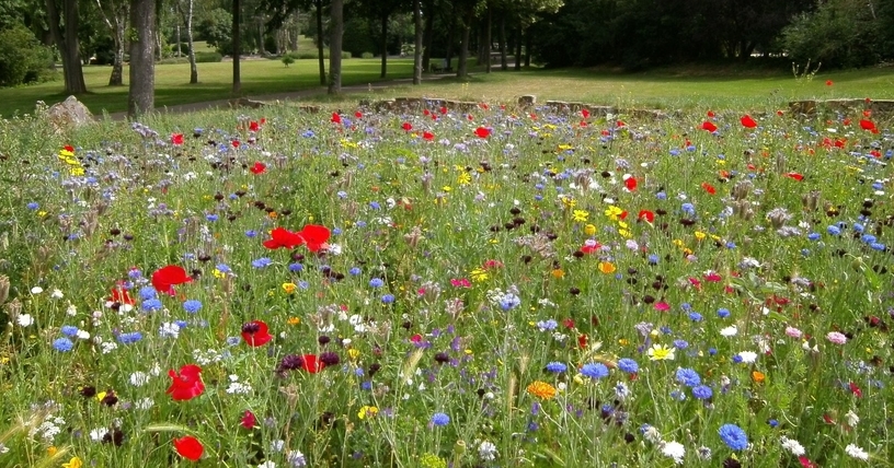 Planting Wildflowers