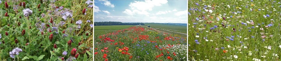 wildflowers