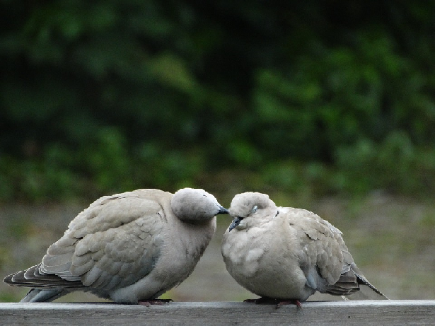 wood pigeons