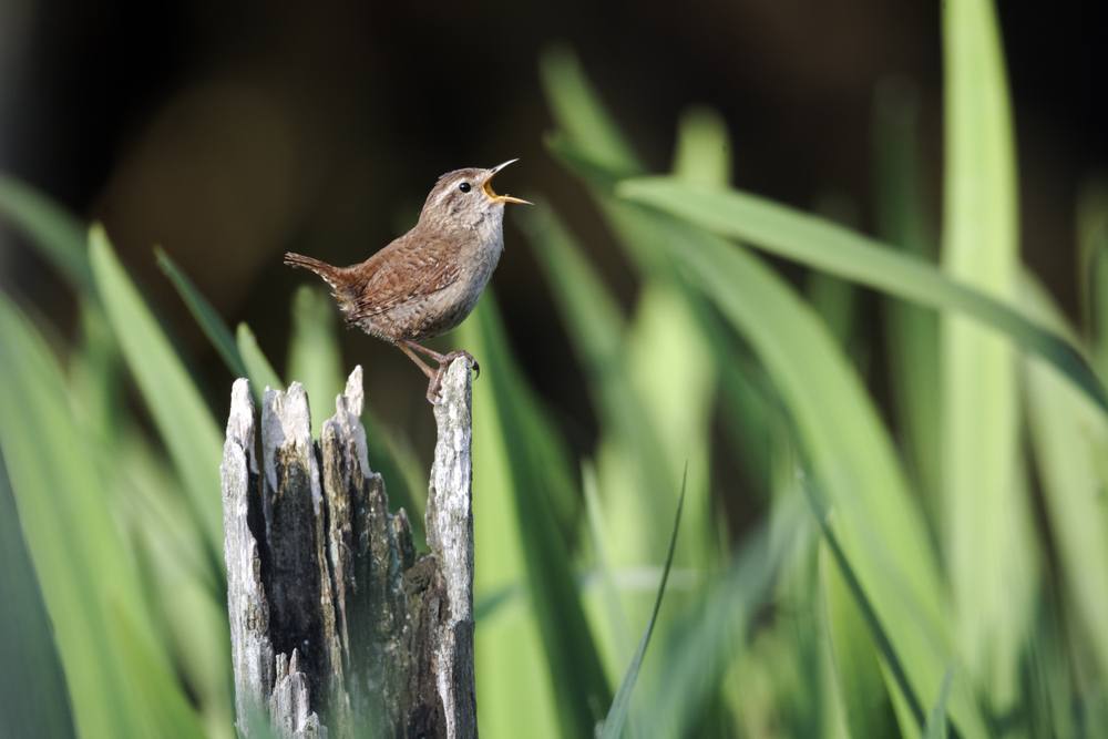 wren