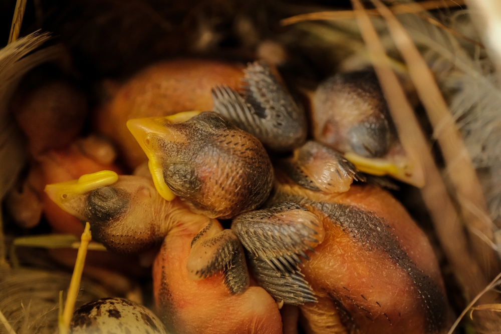 baby fledglings in the nest