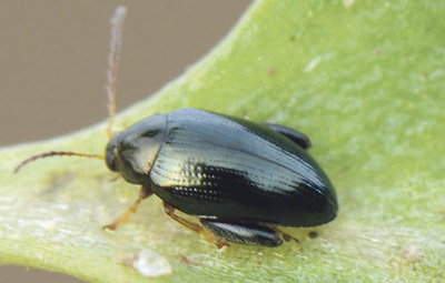 cabbage stem flea beetle