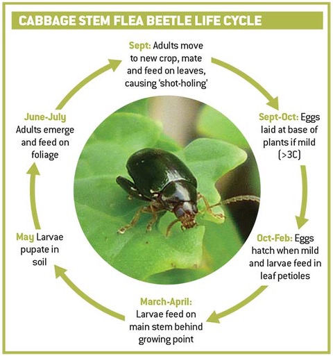 adult flea beetles