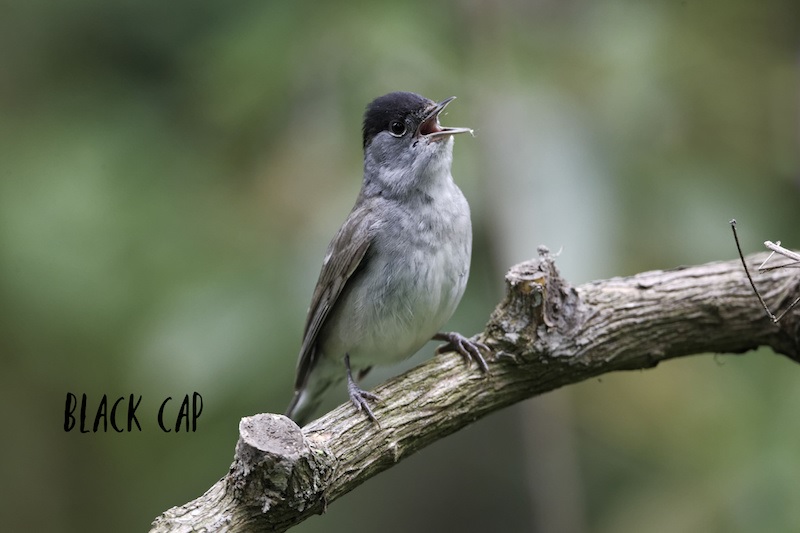 Blackcap warbler singing