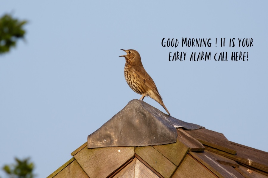 Bird singing at dawn