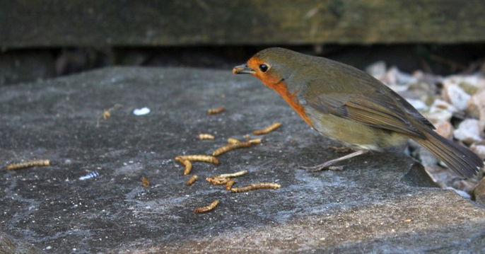 robin eating mealworms - are dried mealworms good for birds?