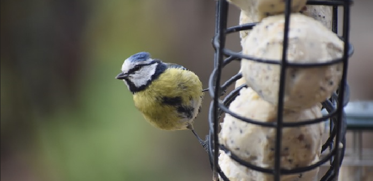 blue tit perched on suet feeder eating fat balls for birds